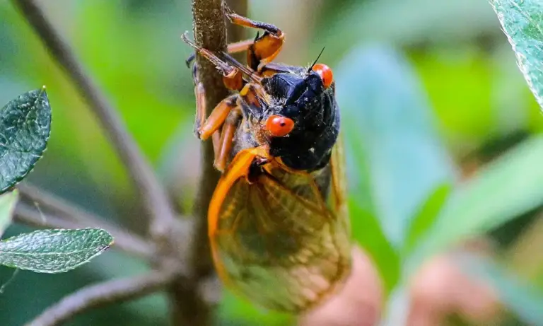 Close-up of an insect clinging to a plant stem, featuring orange legs, red eyes, and a dark body against a green background.