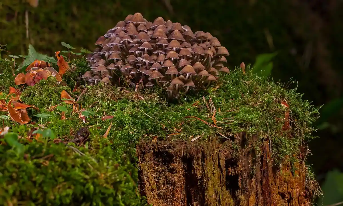 Cluster of brown mushrooms growing on a moss-covered log with green foliage in the background.