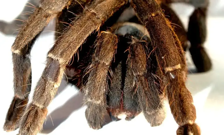 Close-up of an Orange Baboon Tarantula's hairy brown legs against a light background.