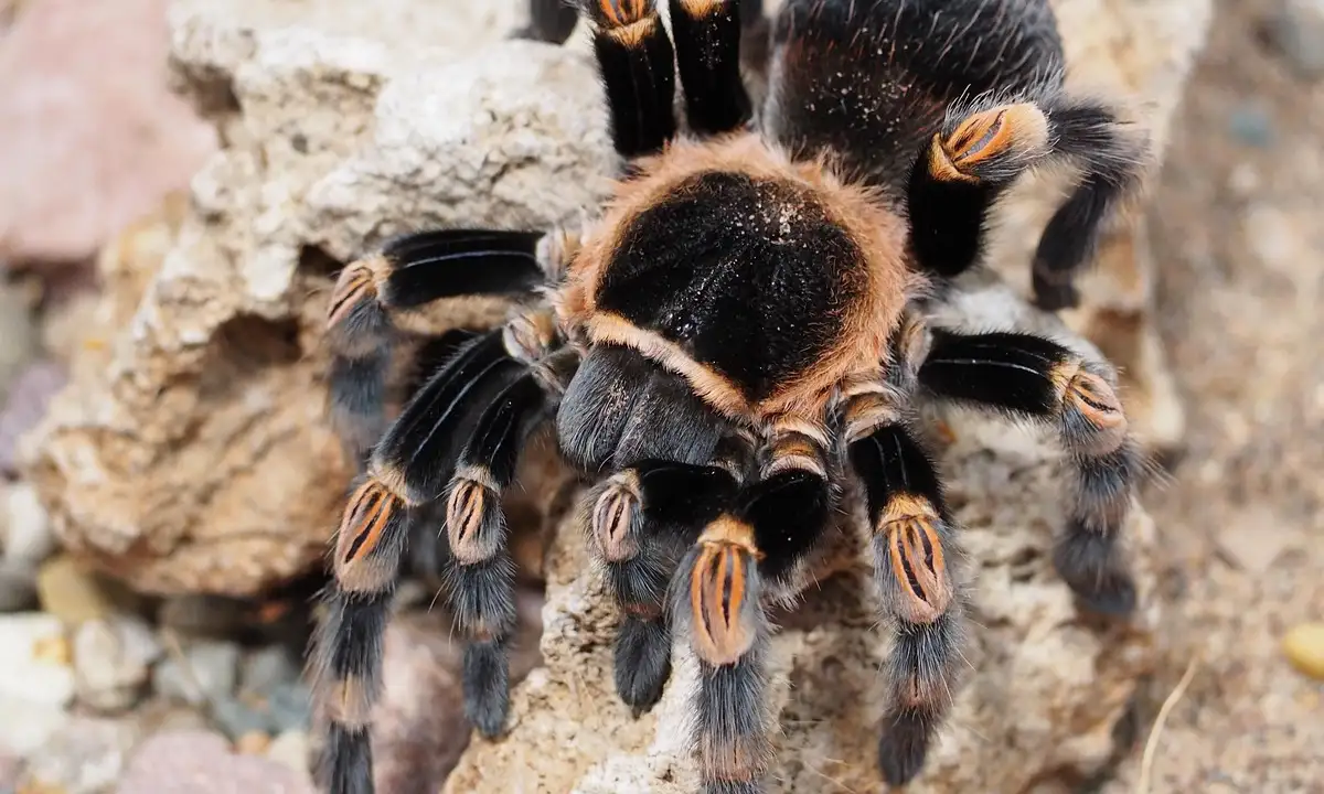 Close-up of a tarantula on a rocky surface, highlighting its hairy body and robust legs.