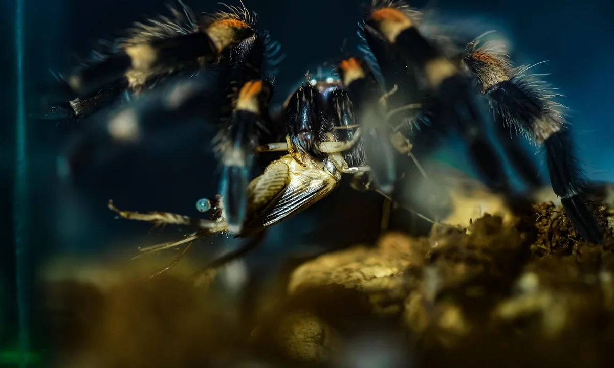 Close-up of a large Old World tarantula inside a glass enclosure, showing prominent pedipalps and fangs, with dark, hairy legs poised to strike.