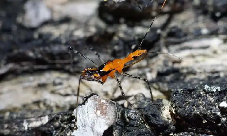 Orange tarantula-like arachnid on a rocky surface