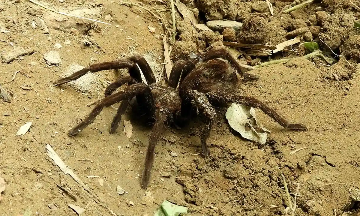 Orange Baboon Tarantula on dry, sandy soil with scattered leaves