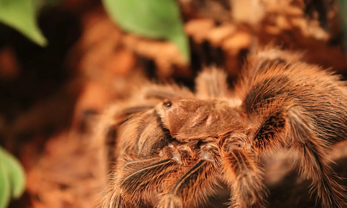 Close-up of an Orange Baboon Tarantula (OBT) with fuzzy orange-brown legs