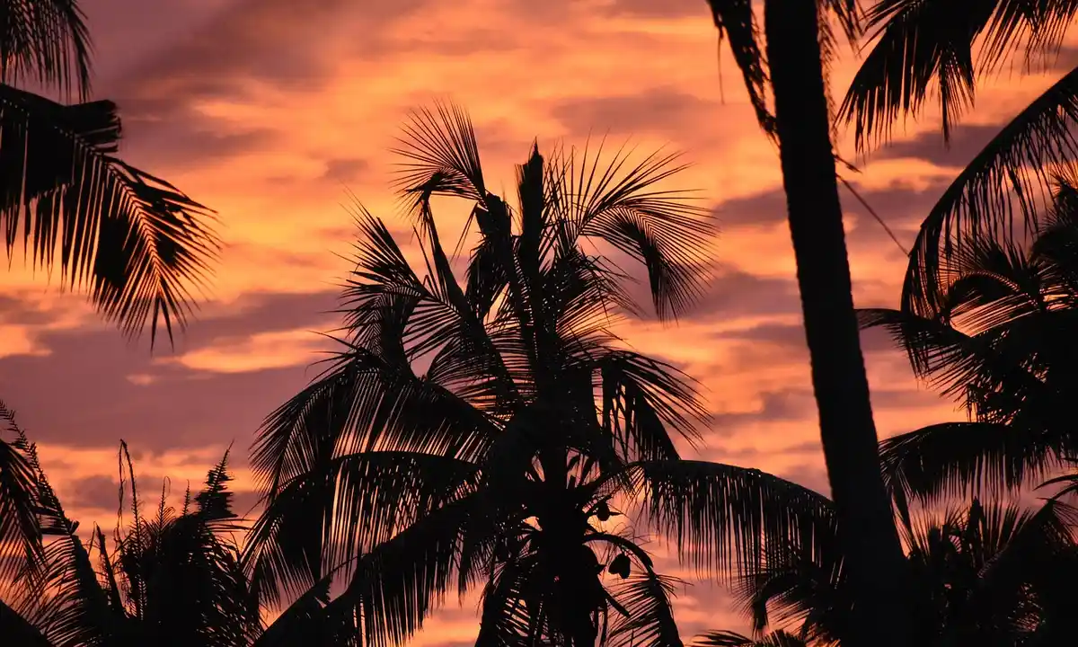 Silhouetted palm trees against an orange sunset sky