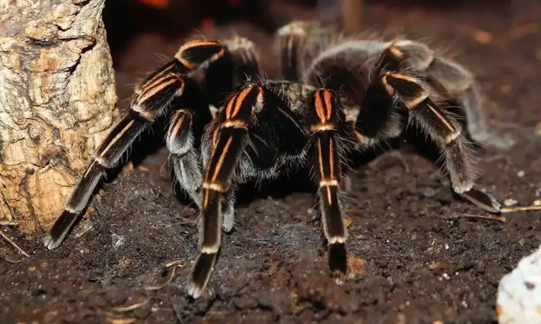 Close-up of a striped tarantula on dark soil beside a piece of bark