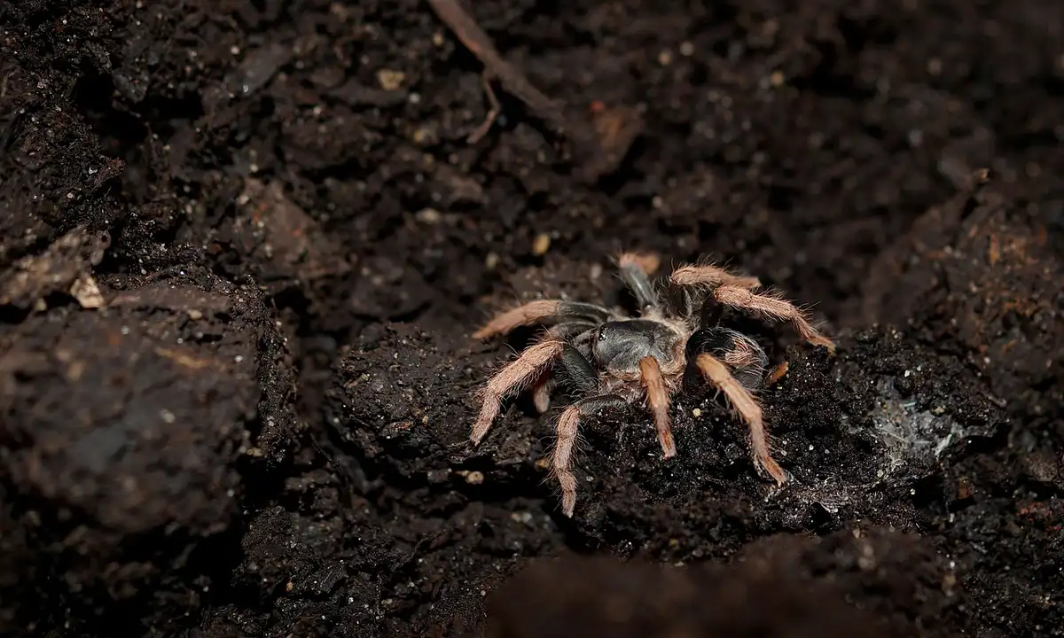 Close-up of a tarantula on dark soil, showing its hairy legs and body.