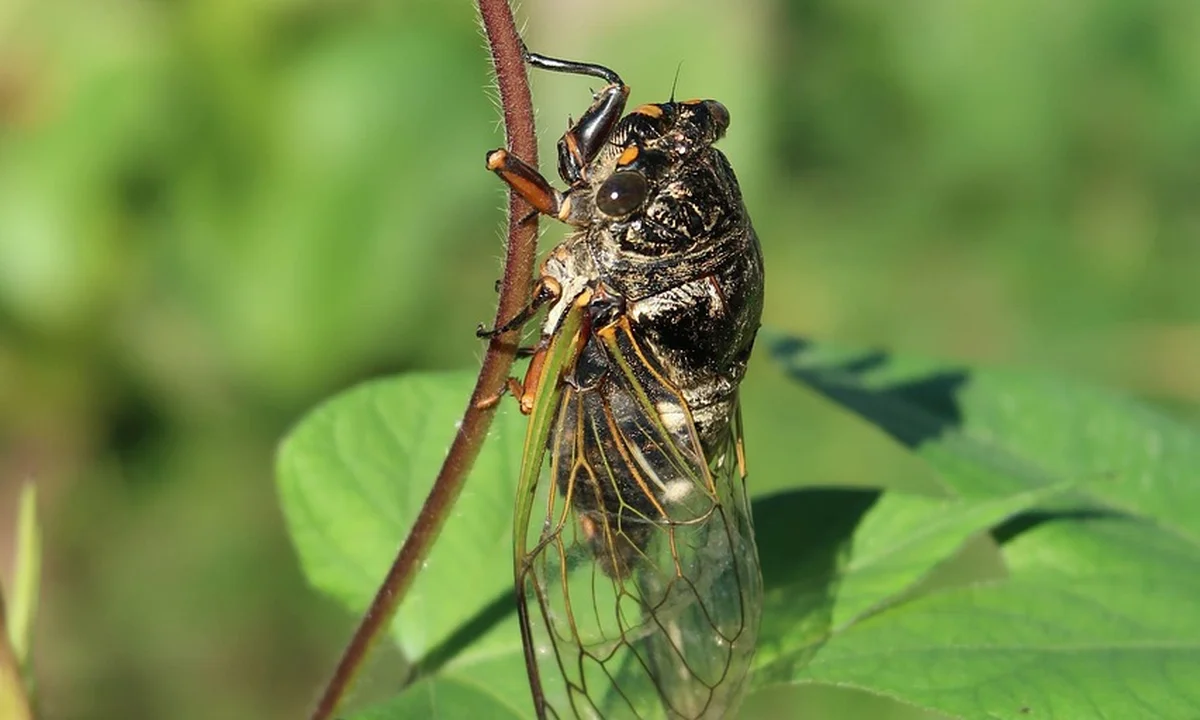 Cicada molt exoskeleton clinging to a plant stem