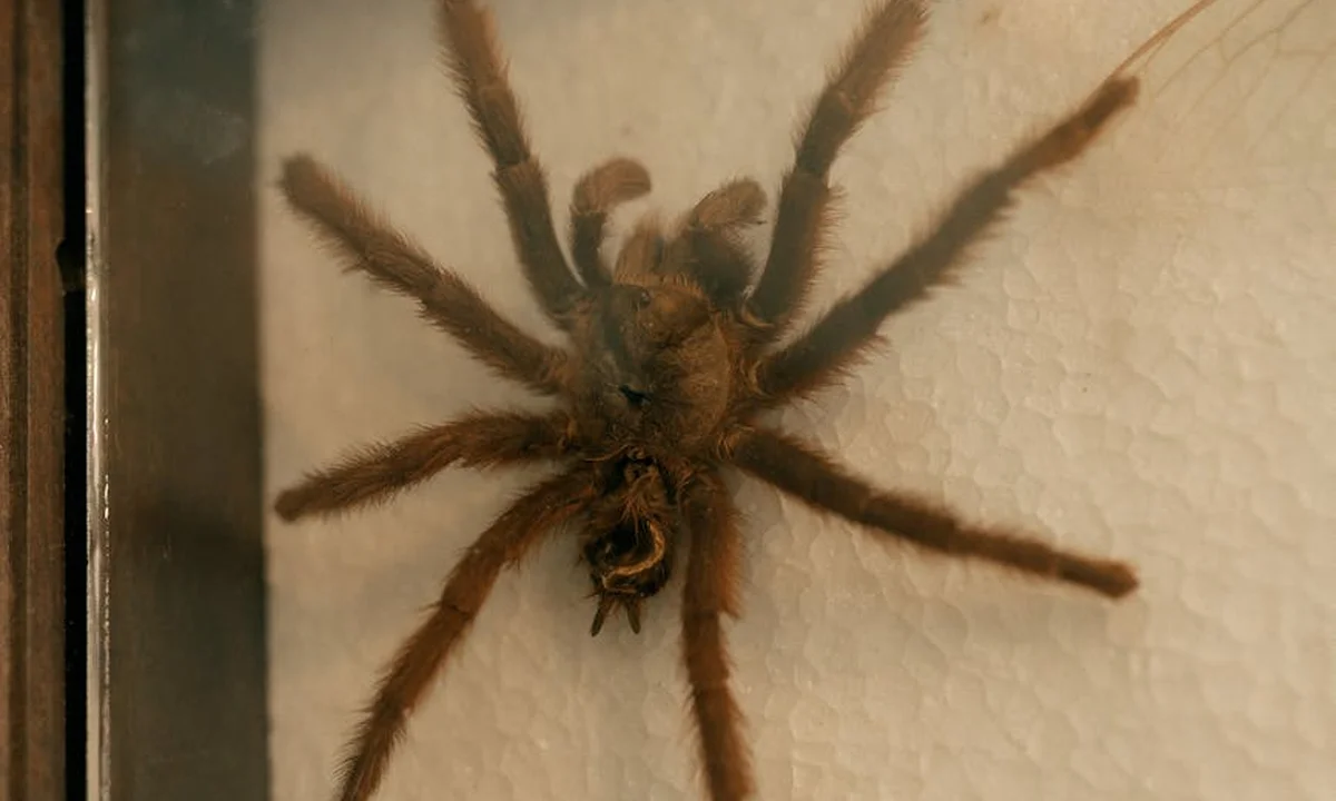 A brown tarantula clings to the glass wall of its enclosure with legs splayed wide.