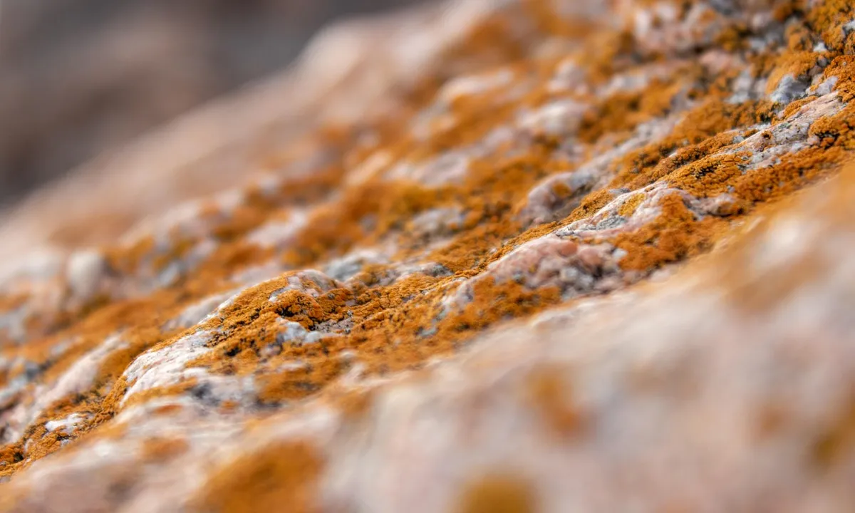 Close-up of orange-brown fungal growth on a rocky surface inside a terrarium.