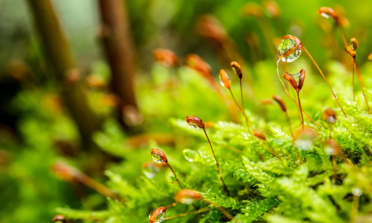 Close-up of vibrant green Sphagnum moss with dewdrops on the moss, illustrating moisture retention.