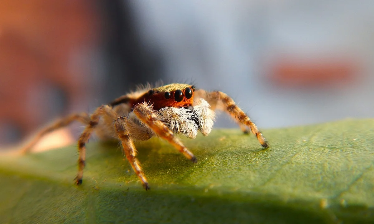 Close-up of a small jumping spider with orange-brown markings perched on a green leaf