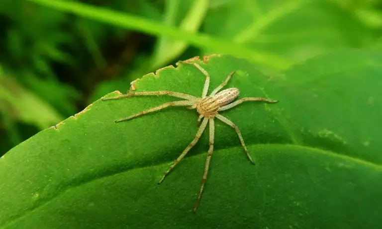 Tiny pale spider with long legs crawling on a bright green leaf