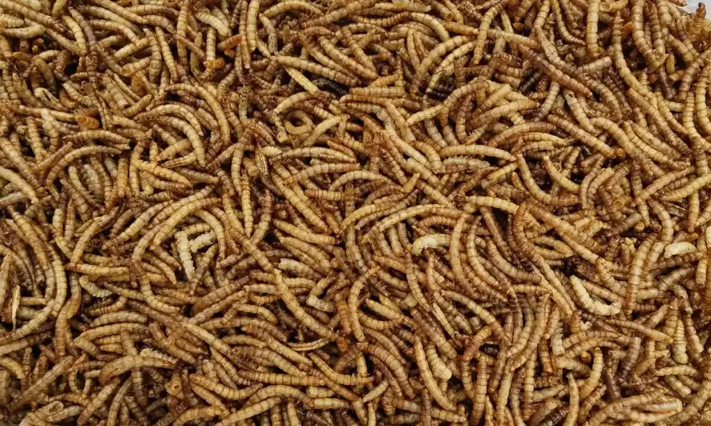 Superworms vs. Mealworms: Are They a Safe Feeder for Your Tarantula?