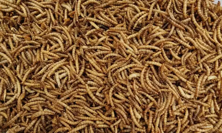 Close-up of numerous brown mealworms (Tenebrio molitor larvae) piled together on a brown surface.