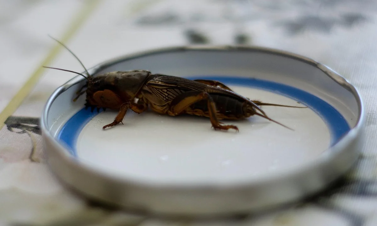A brown cricket or cockroach inside a shallow metal lid on a light surface.