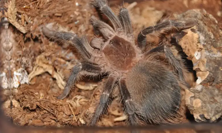 Close-up of a brown, hairy tarantula inside a rocky burrow.