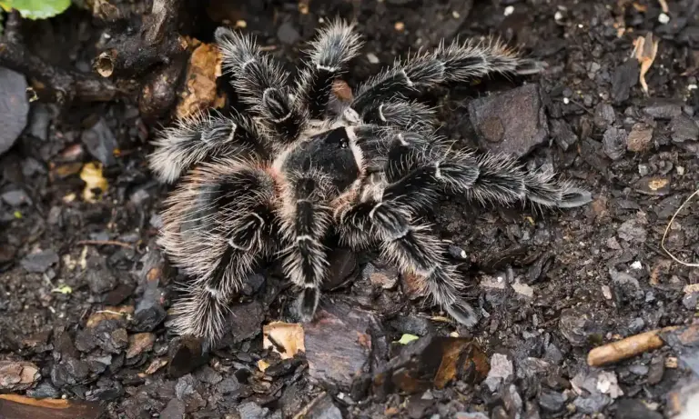 A tarantula with dense hairs on dark soil, resting among small pieces of bark.