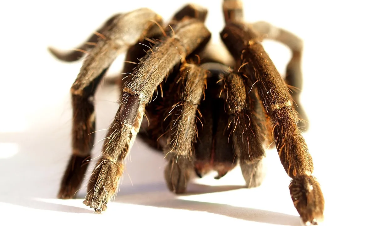 Close-up of a tarantula with long, hairy legs on a light background