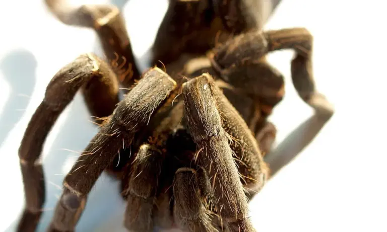 Close-up photograph of a tarantula's hairy legs against a light background.