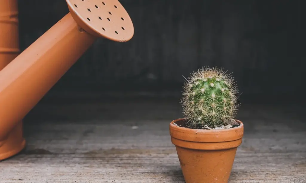 Décor Dangers: 5 Common Enclosure Items That Can Harm Your Tarantula