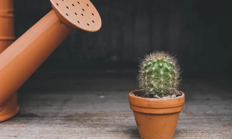 A small potted cactus beside a terracotta watering can, illustrating potentially hazardous enclosure decor.