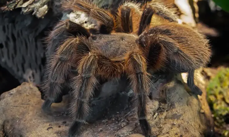 Close-up of a brown tarantula perched on a rocky surface