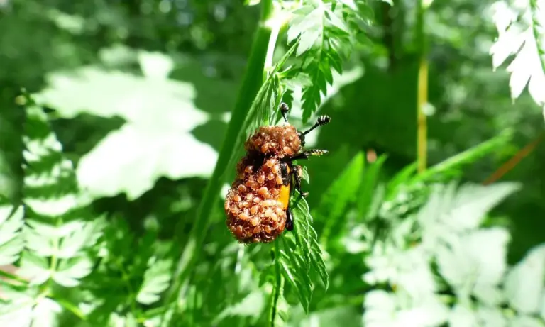 Close-up of a brown pest cluster attached to a green leaf, with a dark arthropod nearby, illustrating pests that can appear in tarantula enclosures.