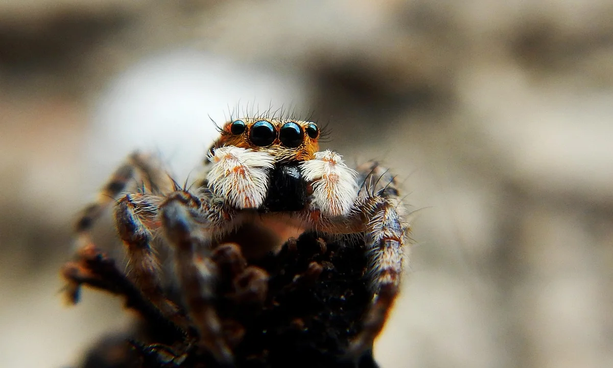 Close-up of a fluffy tarantula with eight eyes on a dark surface.