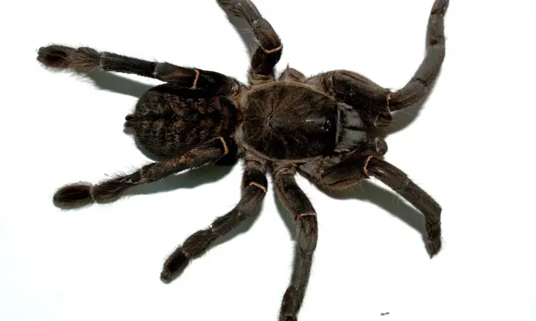 A dark brown tarantula with eight legs displayed on a white background.