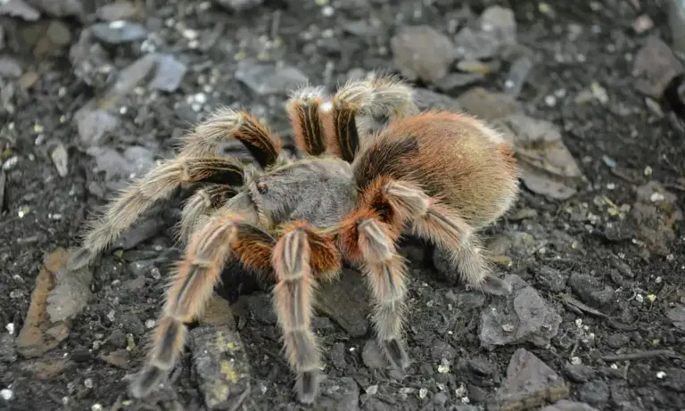 Brown tarantula with orange-brown legs crawling on dark rocky soil.