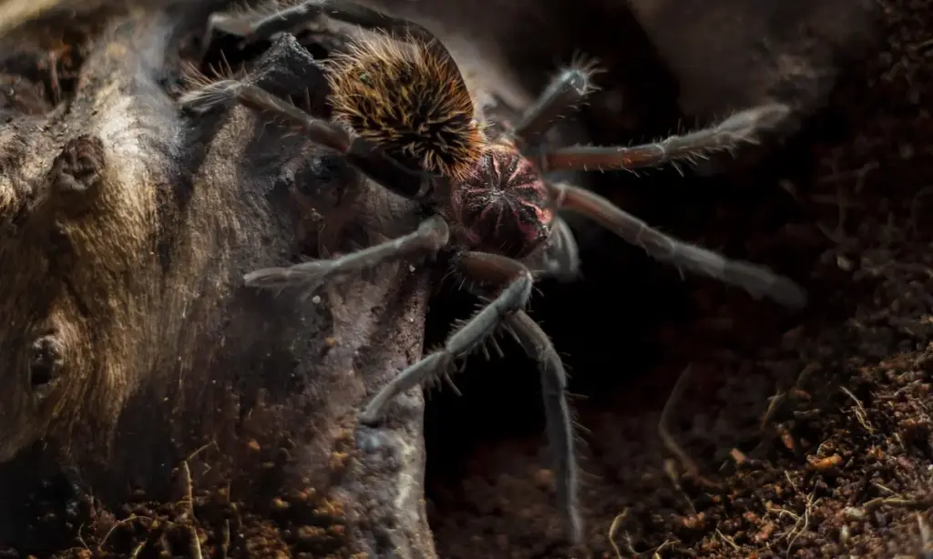 How Fast Do Tarantulas Grow? (Growth Rate and Development)