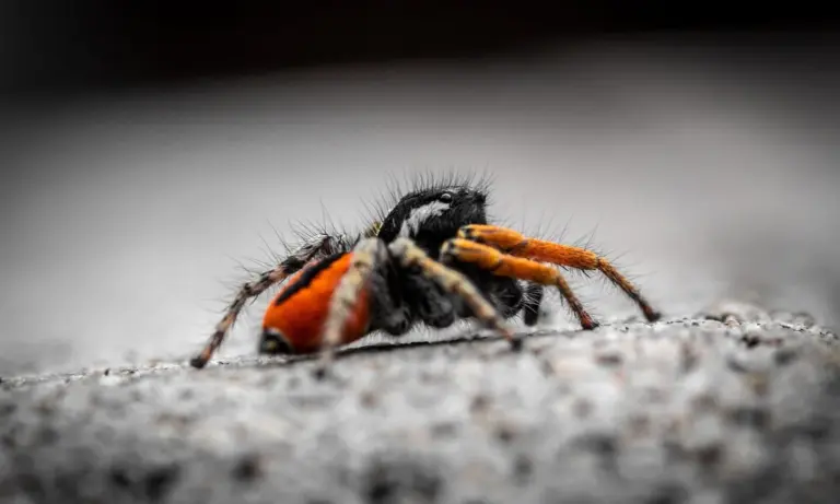 Macro photo of a tarantula with orange legs and a dark body on a gray, rocky surface