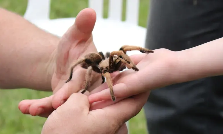 Tarantula perched on a person's open hand, supported by another hand in the background.