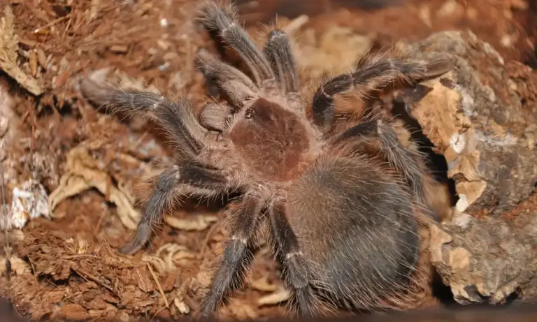 Close-up of a tarantula on brown substrate