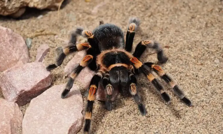 A large black tarantula with orange markings on its legs sits on sandy ground beside rocks.