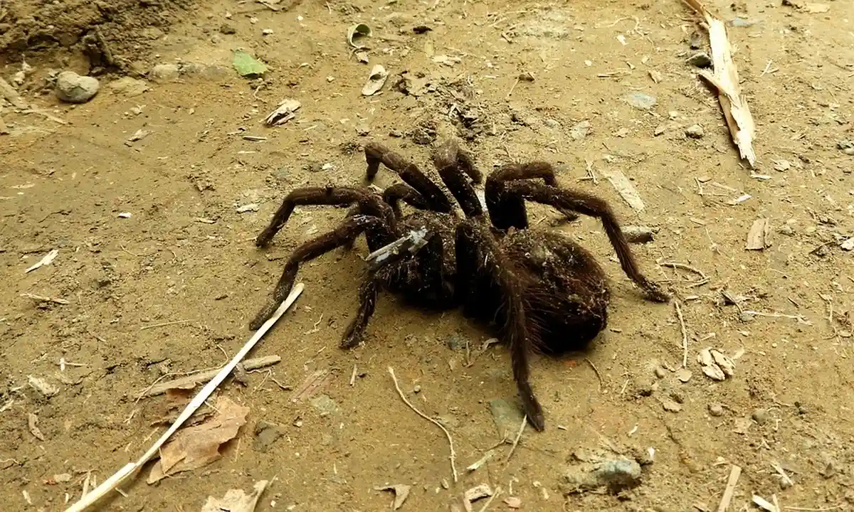 Dark tarantula on dusty ground with a twig nearby, illustrating cautious handling.