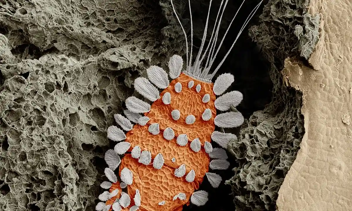 Close-up of an orange tarantula with white mites attached to its body inside a rocky enclosure.