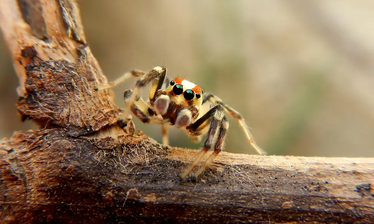 Close-up of a small colorful jumping spider perched on a rough wooden branch.