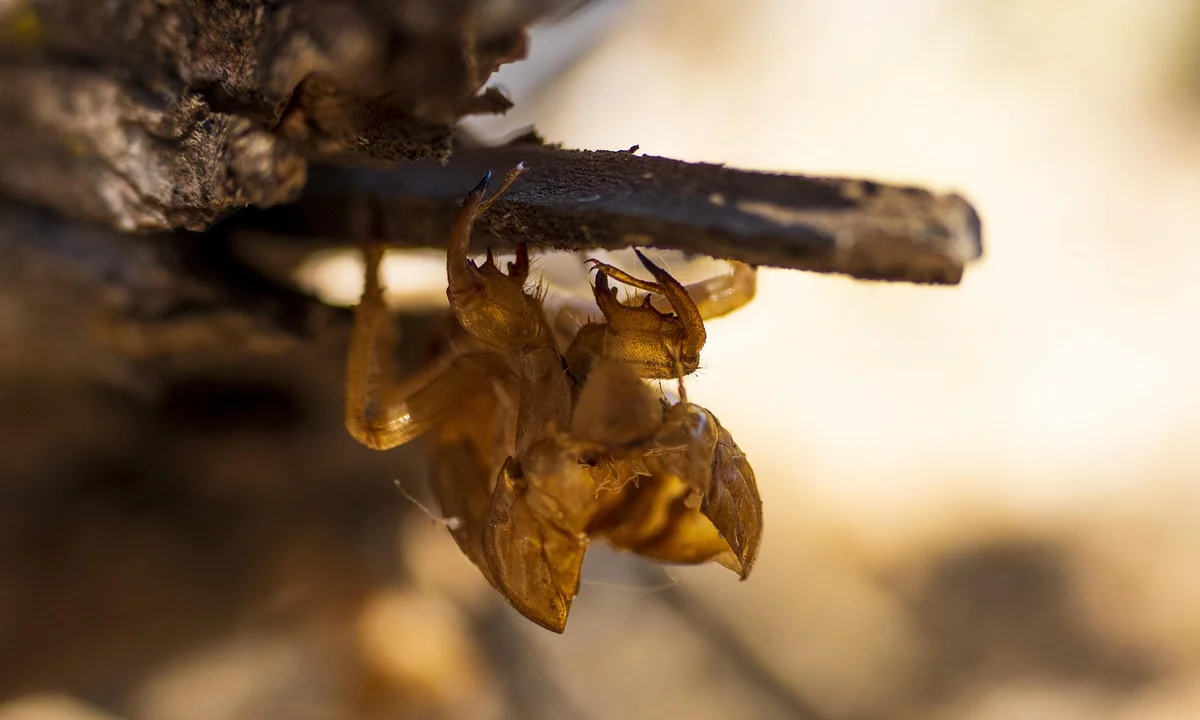 Close-up of a tarantula molt exoskeleton clinging to a twig with a blurred background.