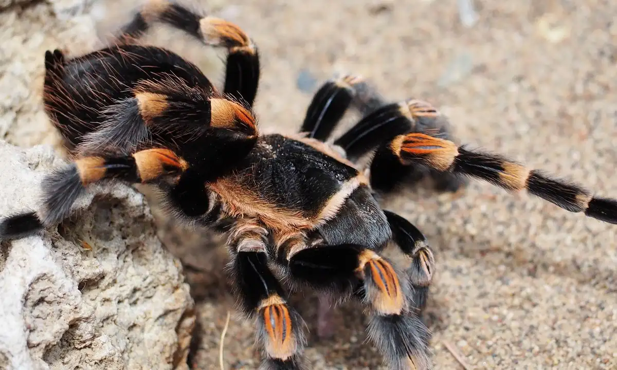 Close-up view of a black tarantula with orange markings on its legs perched on a sandy rock surface.