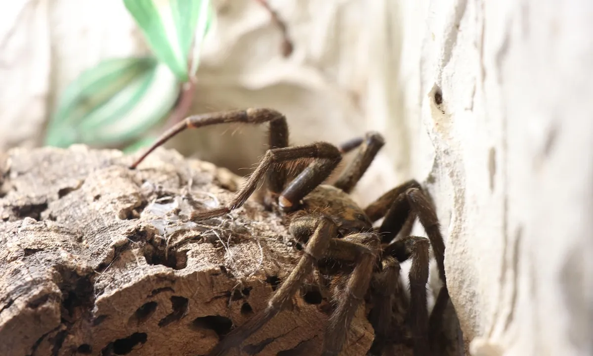 Tarantula perched on a cork surface with a blurred plant in the background.