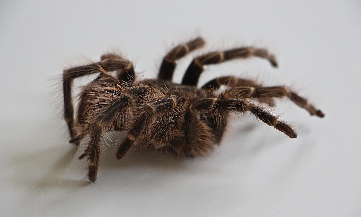 Brown, hairy tarantula with long legs on a pale surface