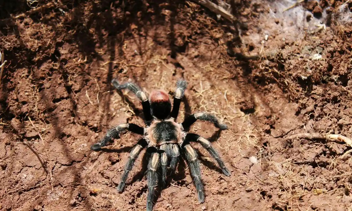 Close-up of a tarantula perched on brown dirt, preparing for pre-molt.
