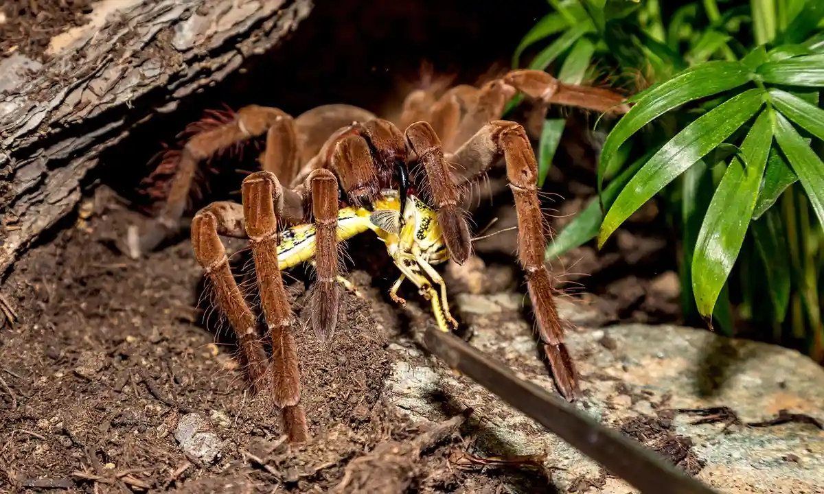 Brown tarantula on soil capturing a small prey item near a green plant.