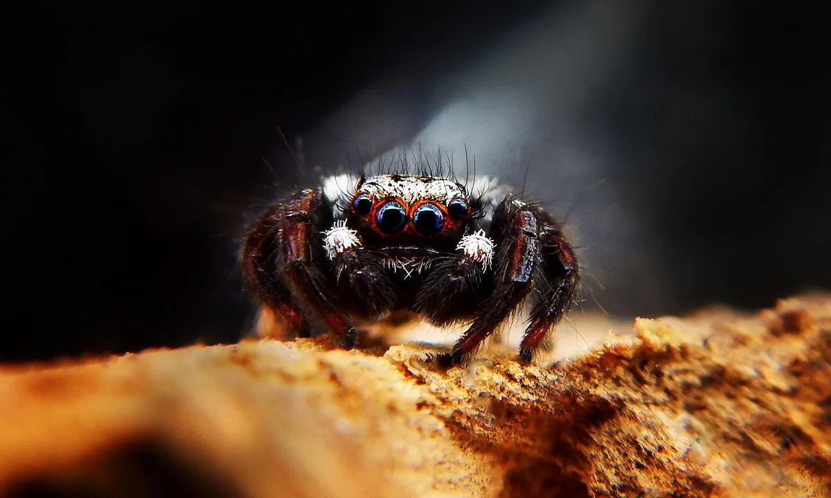 Front-facing tarantula on a rocky surface with a dark background, showing its dense hair on legs and body.