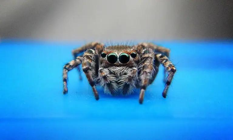 Front-facing tarantula with large forward eyes resting on a bright blue surface