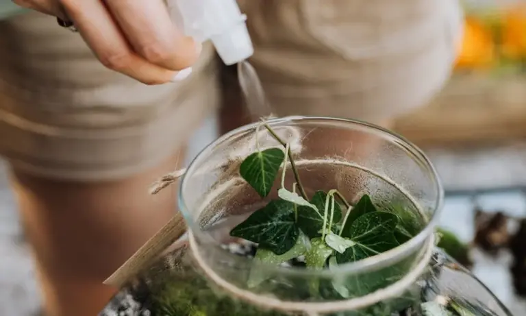 Close-up of a terrarium being misted with a dropper; glass container with green leaves inside