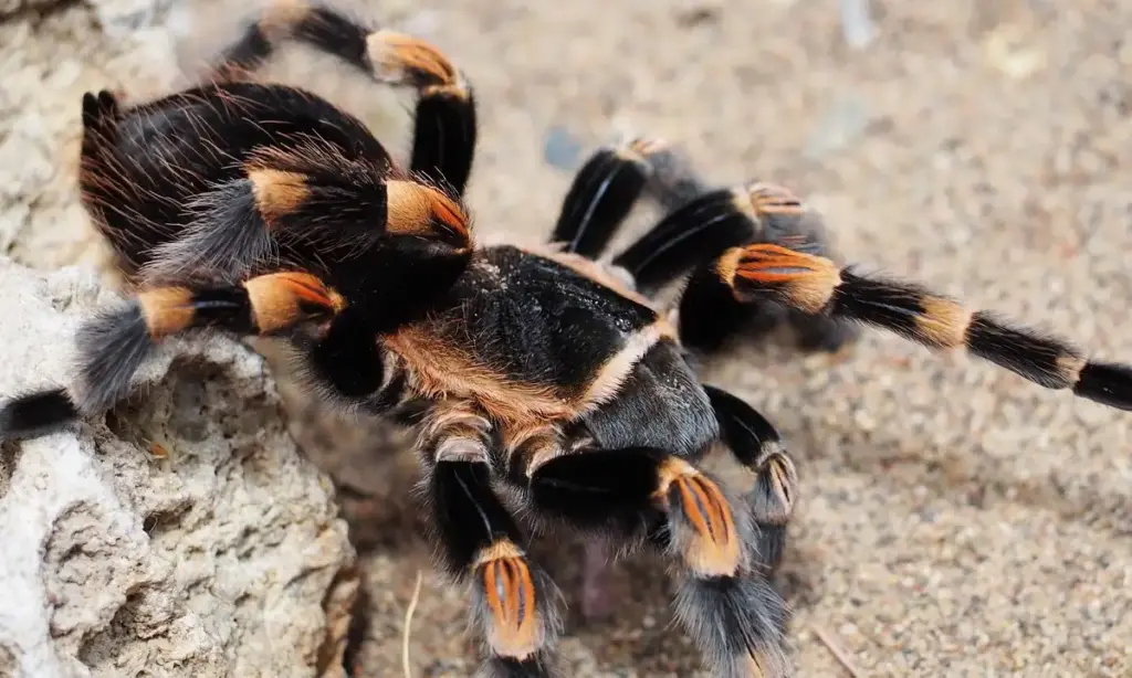 Can Tarantulas Climb Walls? A Look at Spider Feet and Adhesion