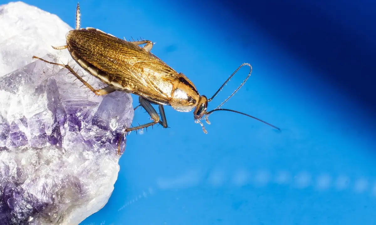 Close-up of a cockroach perched on a crystal-like rock against a vivid blue background.